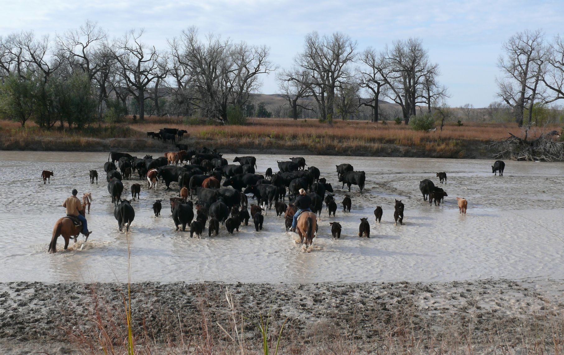 Cattle river